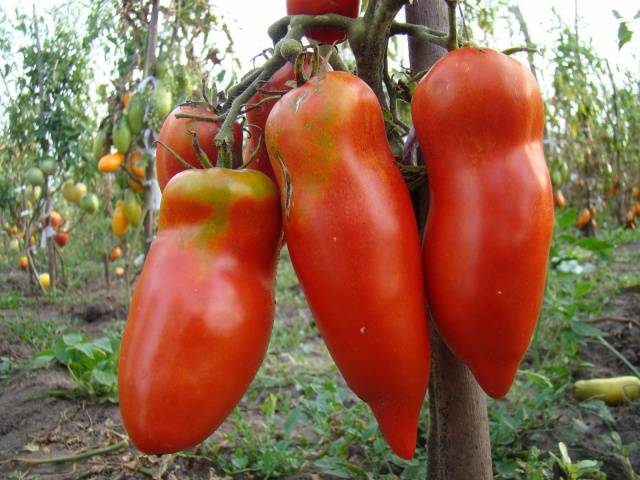 Индетерминантные сорта томатов для открытого грунта