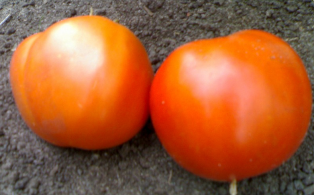 Сорта крупных томатов для теплицы
