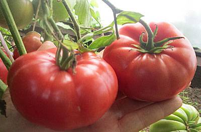 Сорта крупных томатов для теплицы