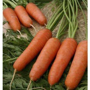 Сорта моркови с сердцевиной