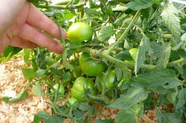 Сорта томатов для Краснодарского края