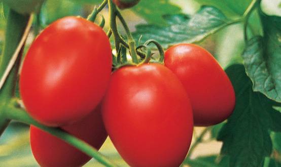 Сорта томатов сливы