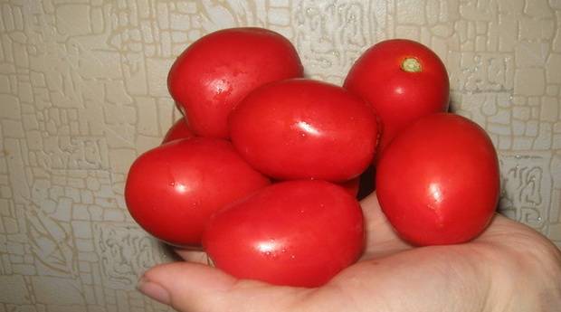 Сорта томатов сливы