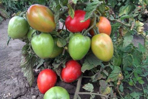 Сорта томатов, не требующие прищипки