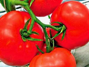 Сорта томатов, не требующие прищипки