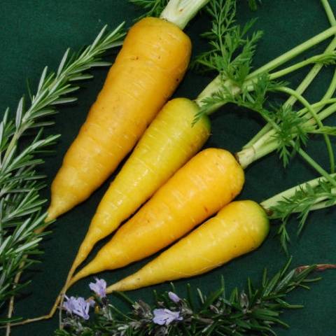Сорта желтой моркови