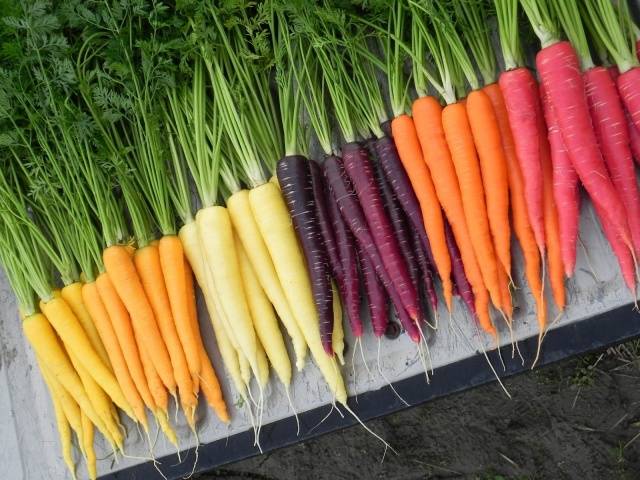 Сорта желтой моркови