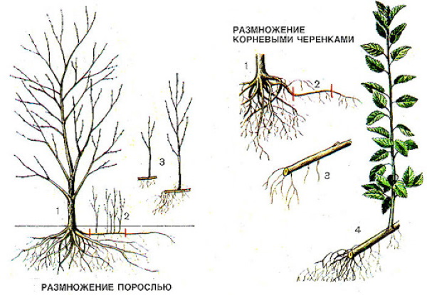 Сумах с рогами оленя. Фото и описание уксусного дерева, посадка, уход, размножение