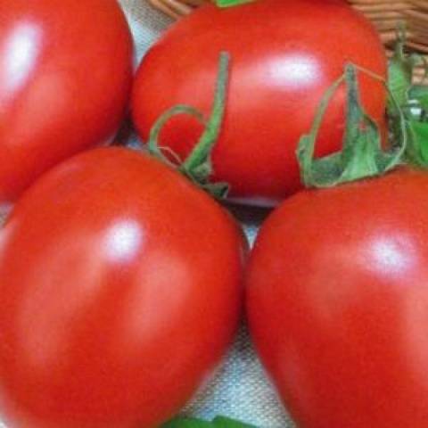 Суперопределяющие сорта томатов