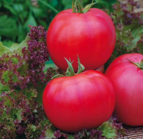 Суперопределяющие сорта томатов