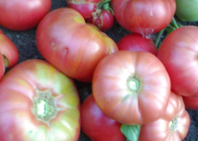 Суперранние сорта томатов для открытого грунта