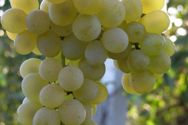 Технический виноград: что это значит, сорта