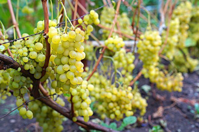 Технический виноград: что это значит, сорта