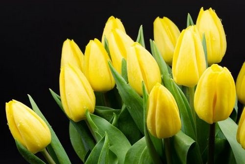 Сильный золотой тюльпан. Фото, описание, посадка и уход