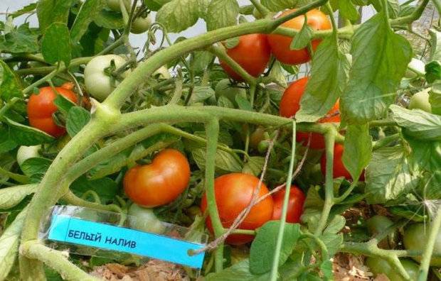 Фаршированные белые помидоры: описание, фото, отзывы