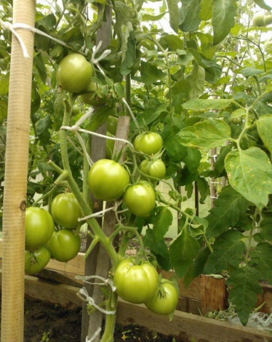 Фаршированные белые помидоры: описание, фото, отзывы