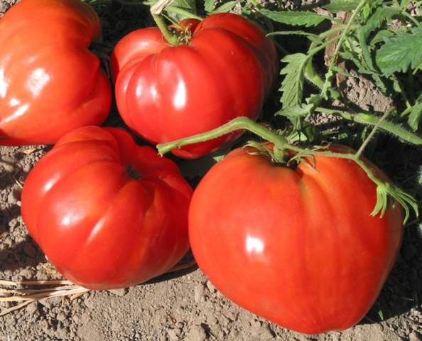 Филе помидоров: отзывы + фото