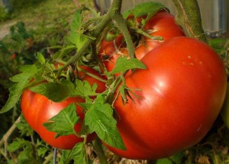 Филе помидоров: отзывы + фото