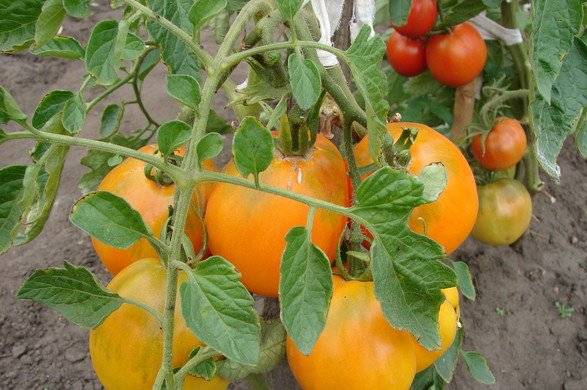 Медовые спасы из томатов: отзывы, фото, эффективность