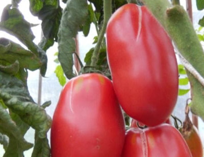 Ослиные уши с помидорами. Описание сорта, фото, посадка, отзывы об уходе, урожайность, характеристики