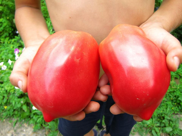 Ослиные уши с помидорами. Описание сорта, фото, посадка, отзывы об уходе, урожайность, характеристики