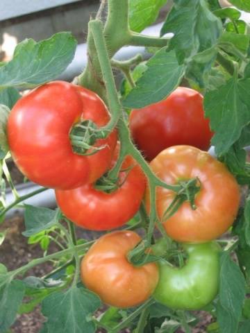 Семейство томатов: отзывы, фото, урожайность
