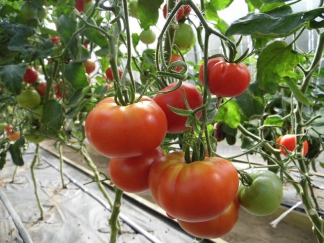 Семейство томатов: отзывы, фото, урожайность