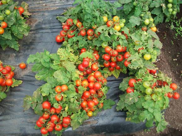 Ультраранние сорта томатов для открытого грунта