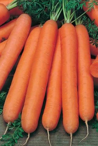 Урожай сортов моркови