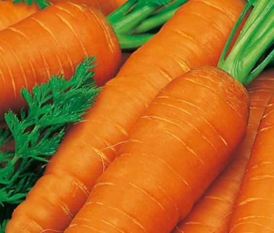 Урожай сортов моркови