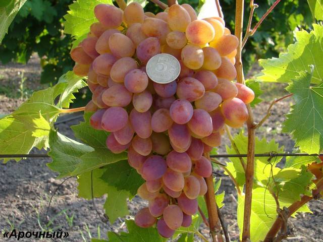 Арочный виноград: описание сорта, фото, отзывы