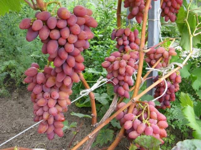 Арочный виноград: описание сорта, фото, отзывы
