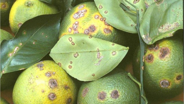 Вредители домашнего лимона: причины и лечение