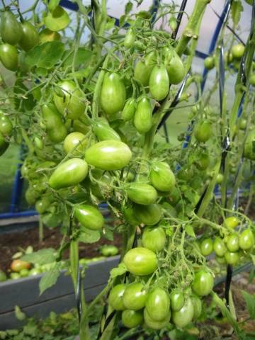 Высокорослые помидоры черри: описание сортов с фото