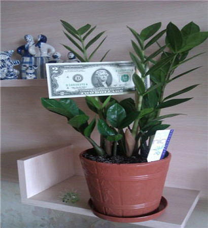 Замиокулькас – уход за долларовым деревом в домашних условиях