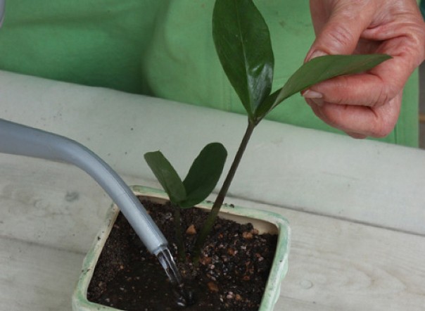 Замиокулькас – уход за долларовым деревом в домашних условиях