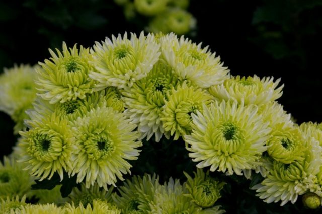 Зеленые хризантемы: описание и сорта
