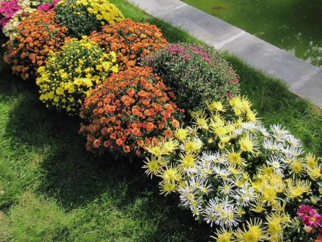 Зеленые хризантемы: описание и сорта
