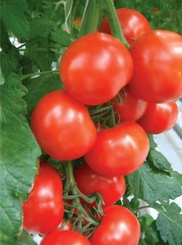 Жаростойкие сорта томатов