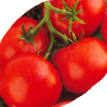 Жаростойкие сорта томатов