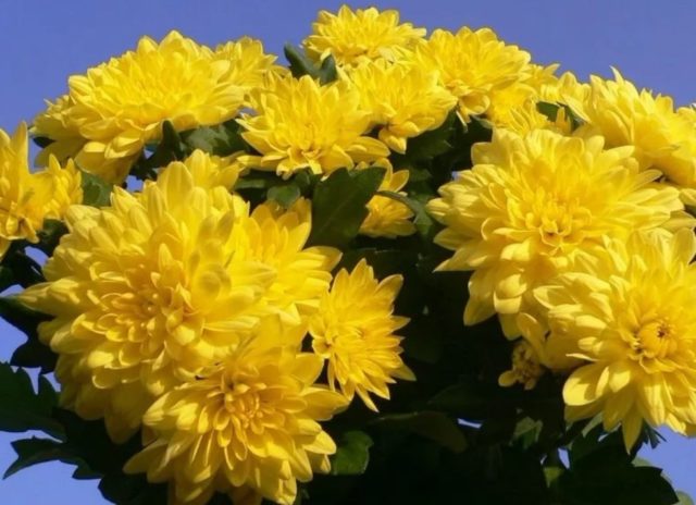 Желтые хризантемы: фото, описание, названия сортов